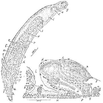 Image de Promonotus erinaceus Marcus 1950