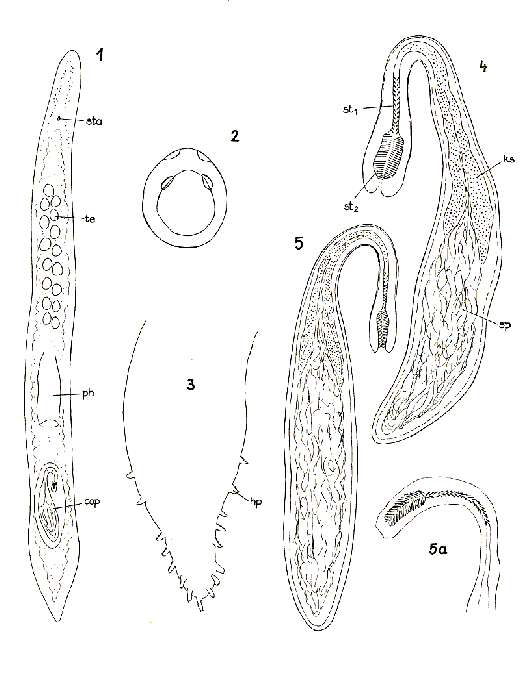 Image of Promonotus marci Ax 1954