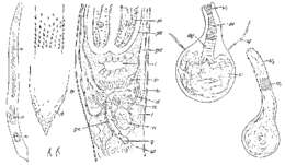 Image of Promonotus ponticus Ax 1959