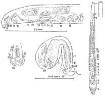 Image of Promonotus orthocirrus Karling 1966