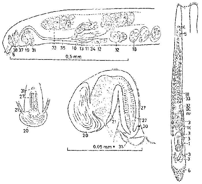 Image of Promonotus orthocirrus Karling 1966