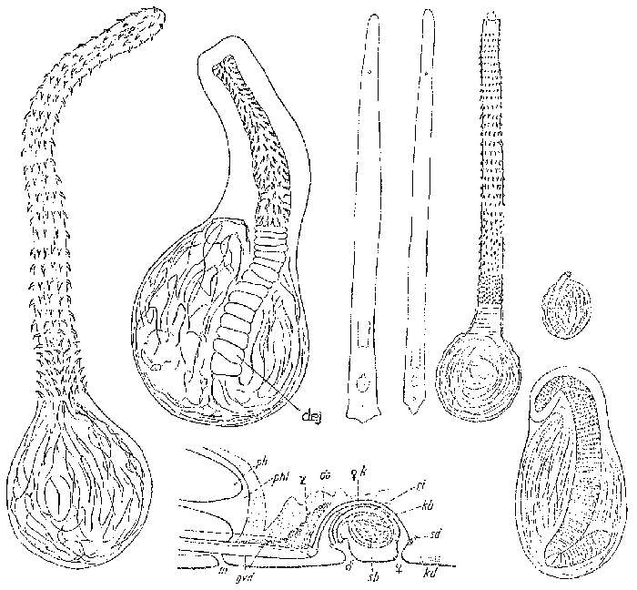 Image of Promonotus schultzei Meixner 1943