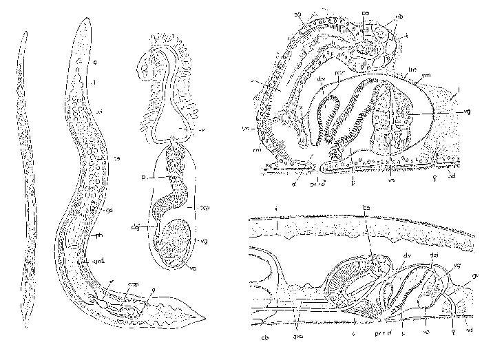 Image of Monocelididae