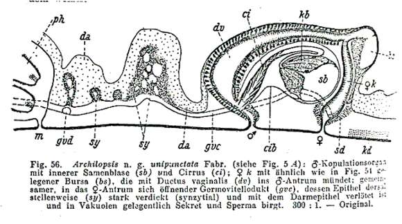 Image of Archilopsis