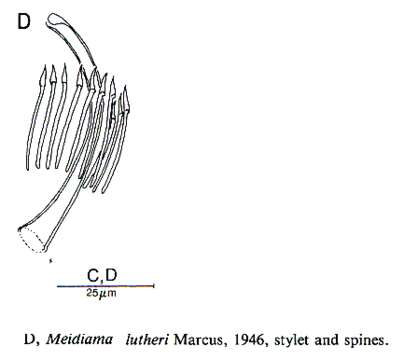 Image of Meidiamidae