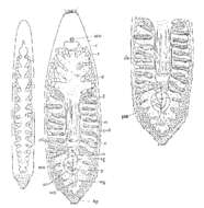 Image of Paramonotus