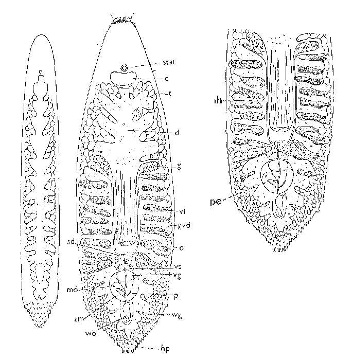 Image of Paramonotus