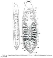 Image of Paramonotus