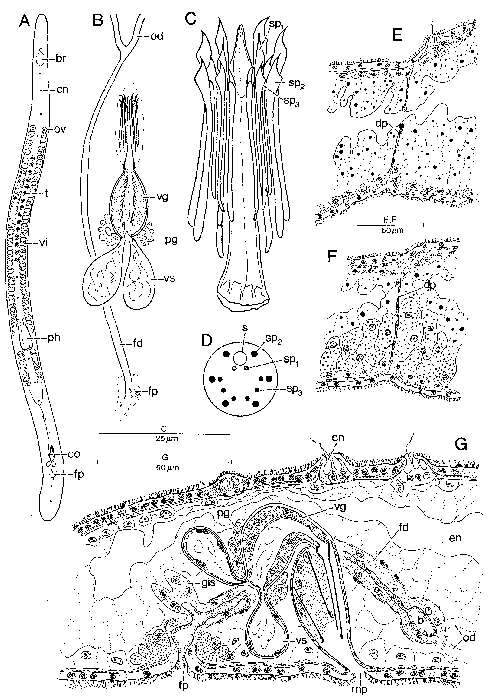 Image of Archimonocelis mediterranea Meixner 1938