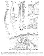 Image of Archimonocelis mediterranea Meixner 1938