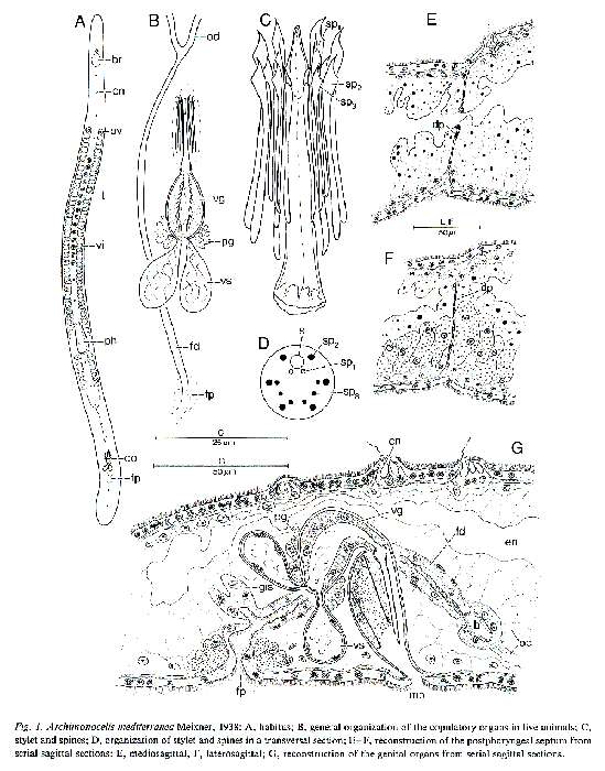 Image of Archimonocelis mediterranea Meixner 1938