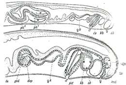 Image of Archimonocelis mediterranea Meixner 1938