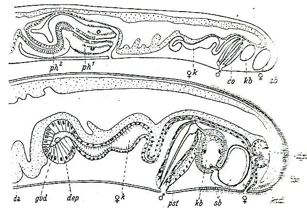 Image of Archimonocelis mediterranea Meixner 1938