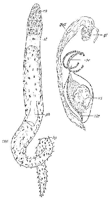 Image of Boreocelis