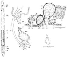 Image of Minona degadti Martens 1983