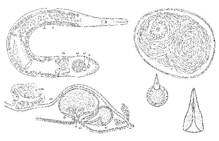 Image of Minona fernandinensis Ax & Ax 1977
