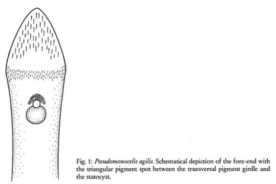 Image of Pseudomonocelis