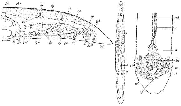 Image of Pseudomonocelis ophiocephala (Schmidt 1861)