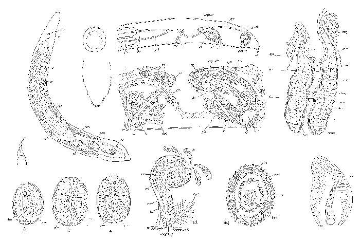 Image of Minona trigonopora Ax 1956