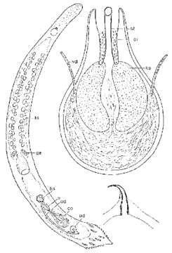 Image of Duplominona galapagoensis Ax & Ax 1977