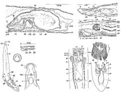 Image of Archotoplana