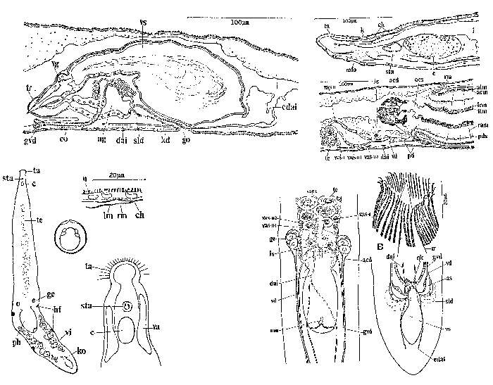 Image of Archotoplana