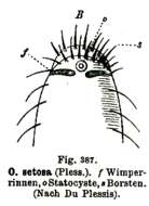 Image of Otoplana setosus (Du Plessis 1889)