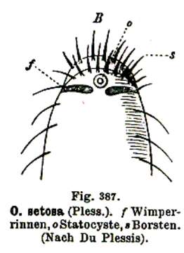 Otoplana setosus (Du Plessis 1889)的圖片