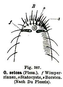 Otoplana setosus (Du Plessis 1889)的圖片