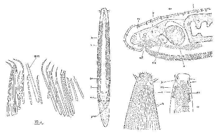 Image of Otoplana truncaspina Lanfranchi 1969