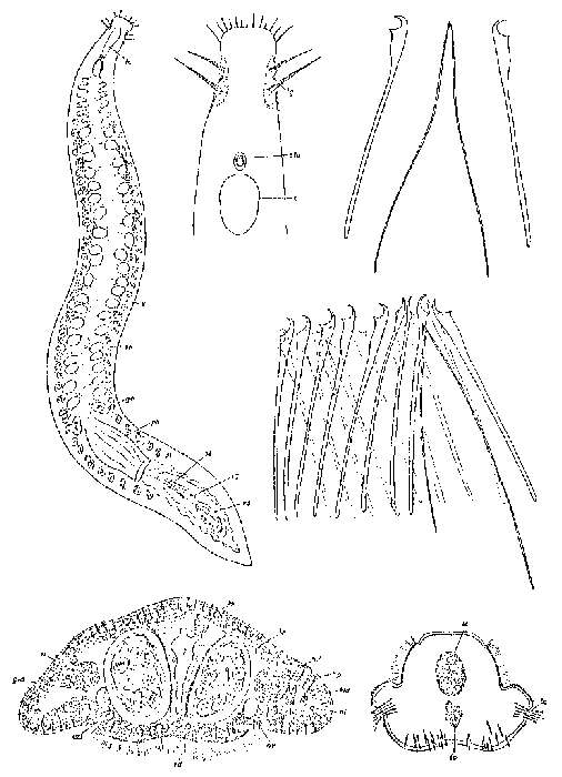 Image of Orthoplana mediterranea Ax 1956