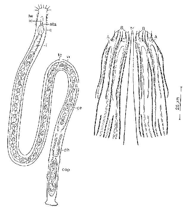 Image of Monostichoplana filum filum (Meixner 1938)