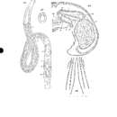 Image of Monostichoplana filum filum (Meixner 1938)