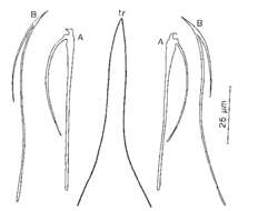 Image of Monostichoplana filum neapolitana Ax, Weidemann & Ehlers 1978