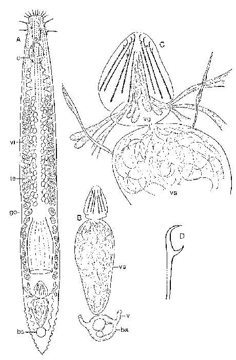 Image of Kata galapagoensis Ax & Ax 1974