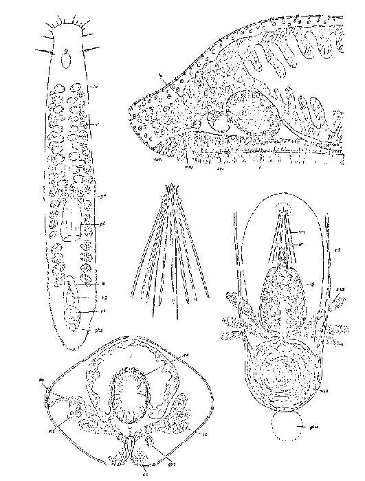 Image of Itaspiella helgolandica helgolandica Sopott 1972