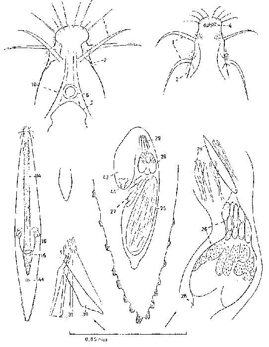 Image of Itaspiella bodegae Karling 1964