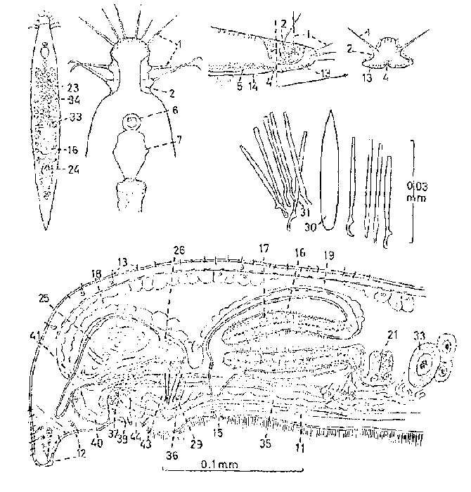 Image of Itaspiella bursituba Karling 1964