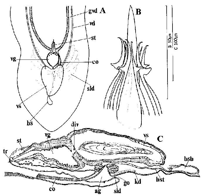 Image of Itaspiella macrostilifera Tajika 1984