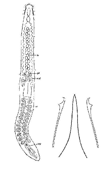 Image of Otoplanella