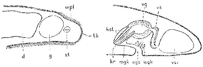 Image of Notocaryoplana