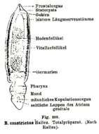 Image of Bothriomolus constrictus Hallez 1909