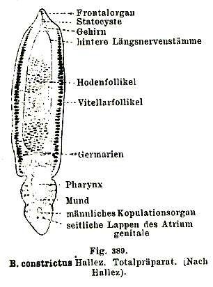 Bothriomolus constrictus Hallez 1909的圖片