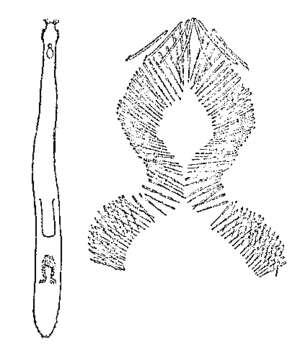 Image of Bothriomolus