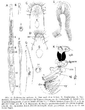 Image of Bothriomolus