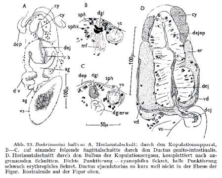 Image of Bothriomolus