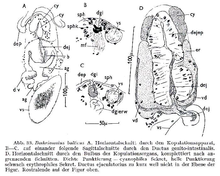 Bothriomolus的圖片