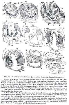 Image of Bothriomolus