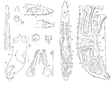 Image of Serpentiplana