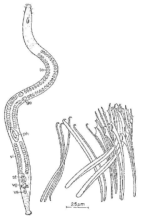 Image of Parotoplana bicupa Sopott-Ehlers 1976